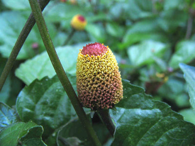 Butyrospermum Parkii
